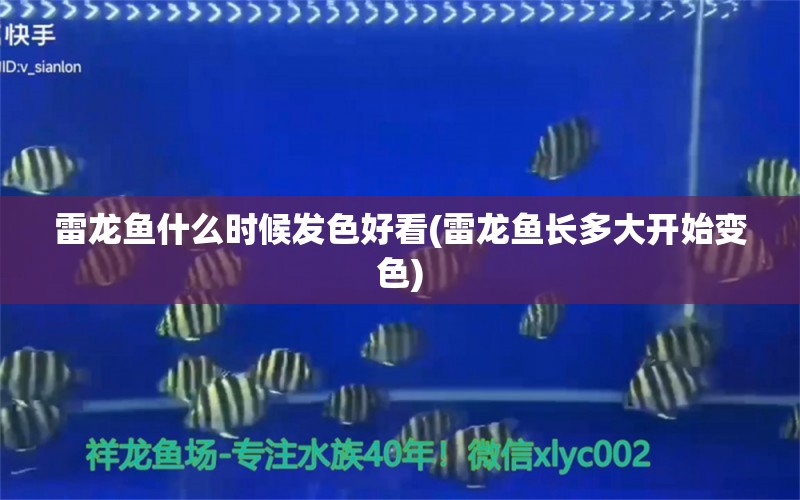 雷龍魚(yú)什么時(shí)候發(fā)色好看(雷龍魚(yú)長(zhǎng)多大開(kāi)始變色) B級(jí)過(guò)背金龍魚(yú)