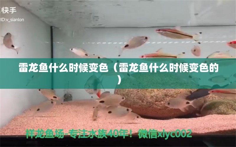 雷龍魚(yú)什么時(shí)候變色（雷龍魚(yú)什么時(shí)候變色的）