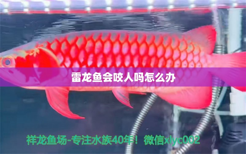 雷龍魚會咬人嗎怎么辦