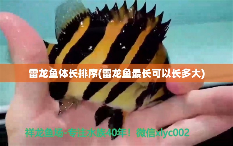 雷龍魚體長(zhǎng)排序(雷龍魚最長(zhǎng)可以長(zhǎng)多大) 祥龍進(jìn)口元寶鳳凰魚