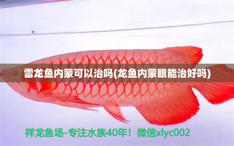 雷龍魚內(nèi)蒙可以治嗎(龍魚內(nèi)蒙眼能治好嗎) 白寫錦鯉魚