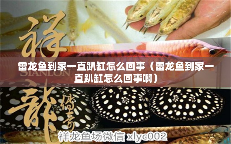 雷龍魚(yú)到家一直趴缸怎么回事（雷龍魚(yú)到家一直趴缸怎么回事?。? title=