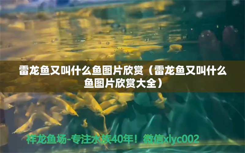 雷龍魚又叫什么魚圖片欣賞（雷龍魚又叫什么魚圖片欣賞大全）