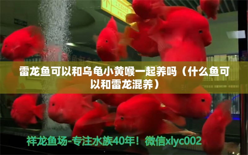 雷龍魚可以和烏龜小黃喉一起養(yǎng)嗎（什么魚可以和雷龍混養(yǎng)） 烏龜 第1張