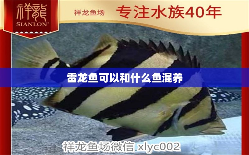 雷龍魚可以和什么魚混養(yǎng) 養(yǎng)魚知識(shí)