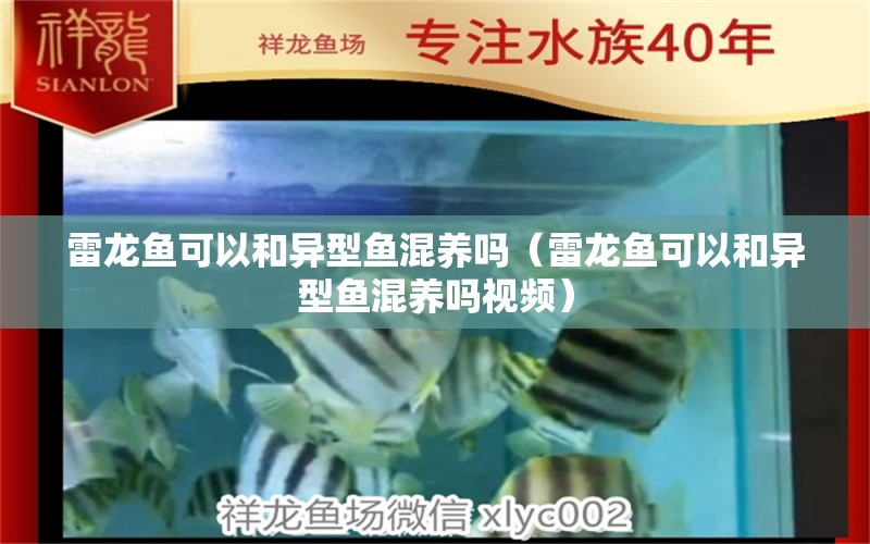 雷龍魚可以和異型魚混養(yǎng)嗎（雷龍魚可以和異型魚混養(yǎng)嗎視頻）