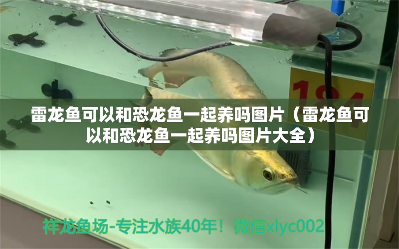 雷龍魚可以和恐龍魚一起養(yǎng)嗎圖片（雷龍魚可以和恐龍魚一起養(yǎng)嗎圖片大全） 祥龍魚場(chǎng)