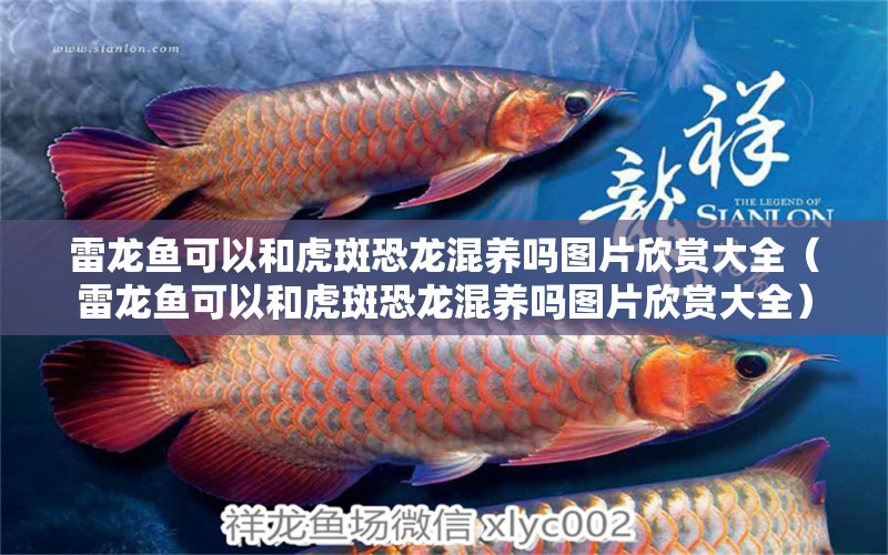 雷龍魚(yú)可以和虎斑恐龍混養(yǎng)嗎圖片欣賞大全（雷龍魚(yú)可以和虎斑恐龍混養(yǎng)嗎圖片欣賞大全）