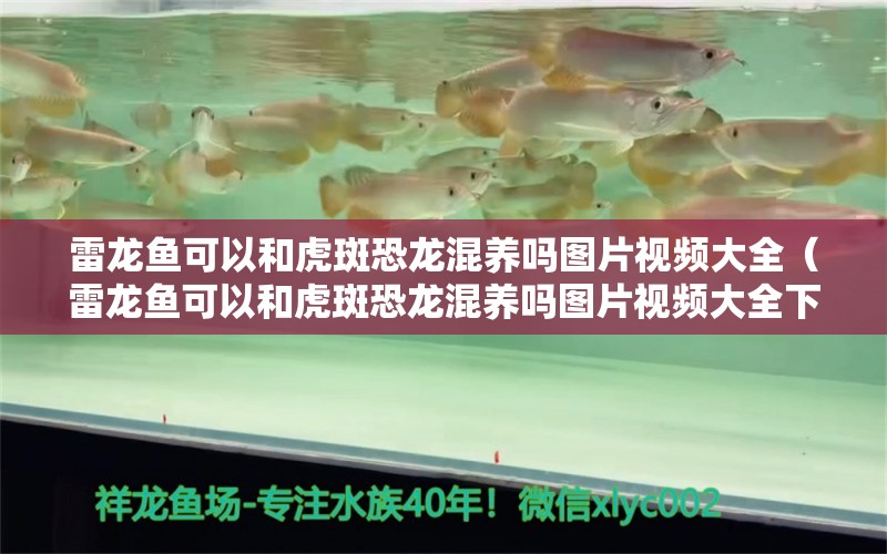 雷龍魚(yú)可以和虎斑恐龍混養(yǎng)嗎圖片視頻大全（雷龍魚(yú)可以和虎斑恐龍混養(yǎng)嗎圖片視頻大全下載）