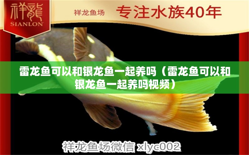 雷龍魚可以和銀龍魚一起養(yǎng)嗎（雷龍魚可以和銀龍魚一起養(yǎng)嗎視頻） 銀龍魚