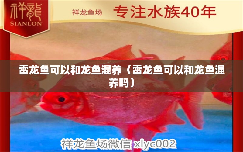 雷龍魚可以和龍魚混養(yǎng)（雷龍魚可以和龍魚混養(yǎng)嗎）