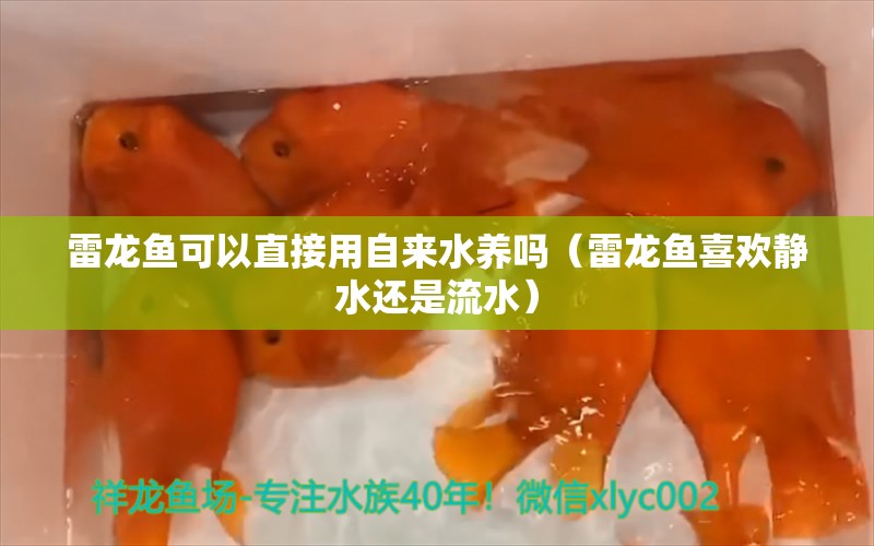 雷龍魚可以直接用自來水養(yǎng)嗎（雷龍魚喜歡靜水還是流水） 龍魚疾病與治療