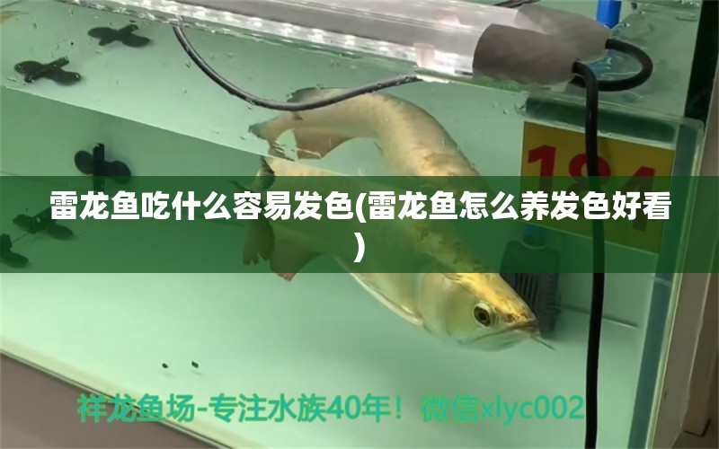 雷龍魚吃什么容易發(fā)色(雷龍魚怎么養(yǎng)發(fā)色好看)