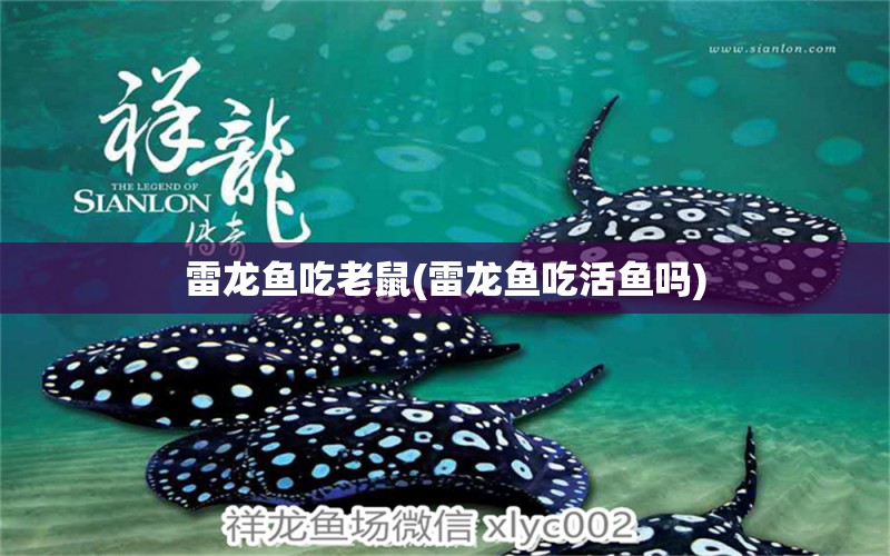 雷龍魚(yú)吃老鼠(雷龍魚(yú)吃活魚(yú)嗎) 巴西亞魚(yú)苗