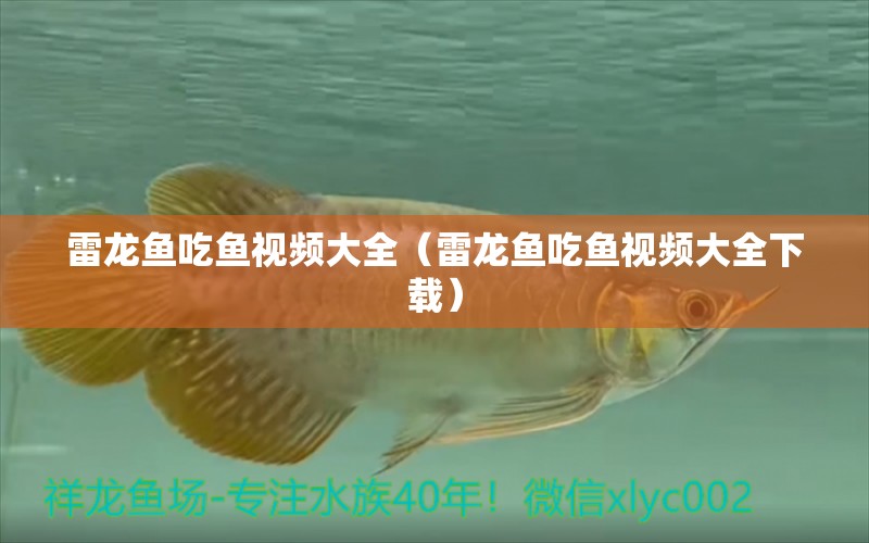 雷龍魚吃魚視頻大全（雷龍魚吃魚視頻大全下載）