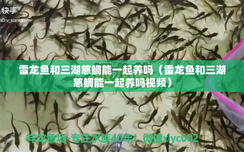 雷龍魚和三湖慈鯛能一起養(yǎng)嗎（雷龍魚和三湖慈鯛能一起養(yǎng)嗎視頻）