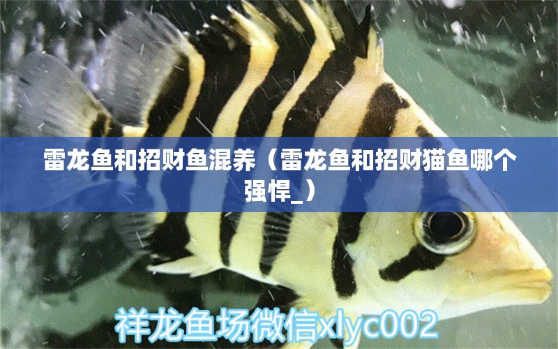 雷龍魚和招財魚混養(yǎng)（雷龍魚和招財貓魚哪個強悍_） 埃及神仙魚