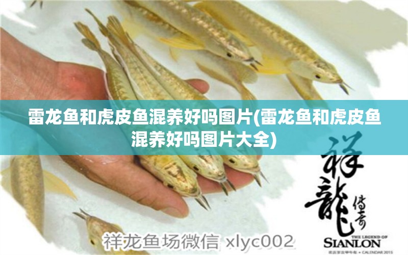 雷龍魚和虎皮魚混養(yǎng)好嗎圖片(雷龍魚和虎皮魚混養(yǎng)好嗎圖片大全) 粗線銀版魚