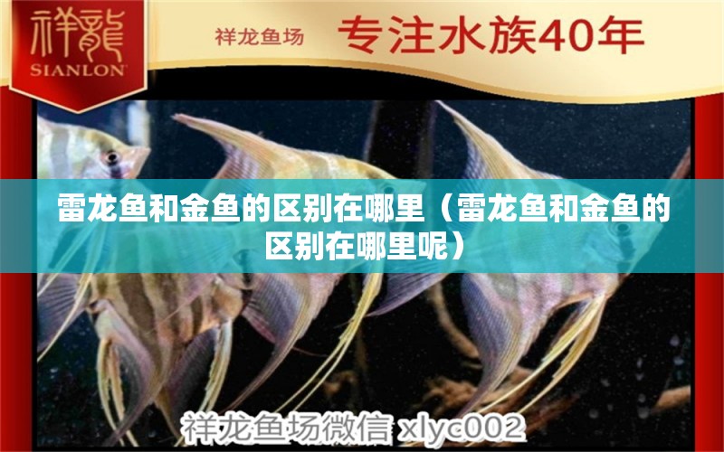 雷龍魚和金魚的區(qū)別在哪里（雷龍魚和金魚的區(qū)別在哪里呢） 泰龐海蓮魚