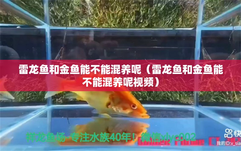 雷龍魚和金魚能不能混養(yǎng)呢（雷龍魚和金魚能不能混養(yǎng)呢視頻） 觀賞魚市場