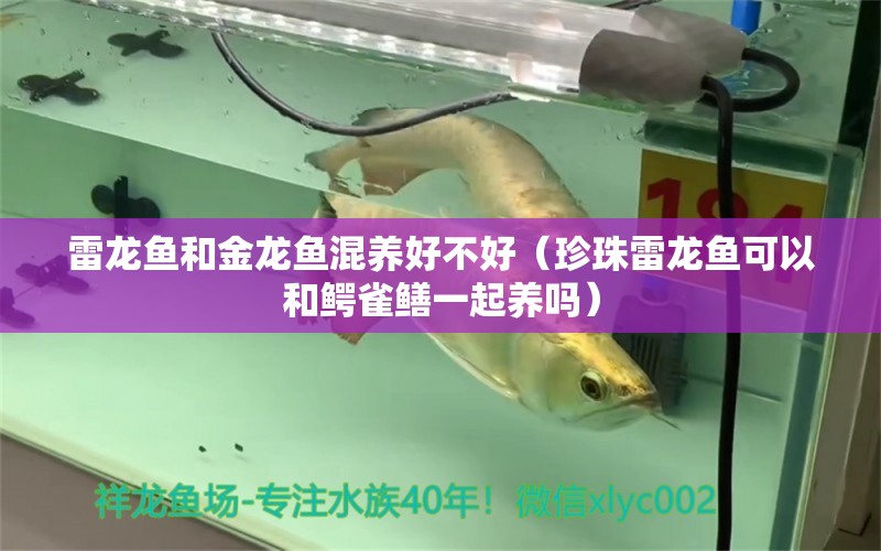 雷龍魚和金龍魚混養(yǎng)好不好（珍珠雷龍魚可以和鱷雀鱔一起養(yǎng)嗎） 文玩 第1張