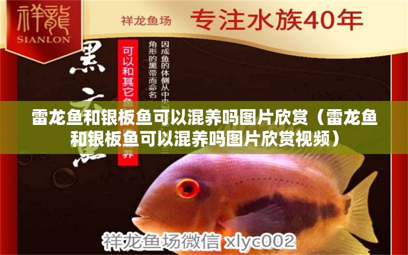 雷龍魚和銀板魚可以混養(yǎng)嗎圖片欣賞（雷龍魚和銀板魚可以混養(yǎng)嗎圖片欣賞視頻）