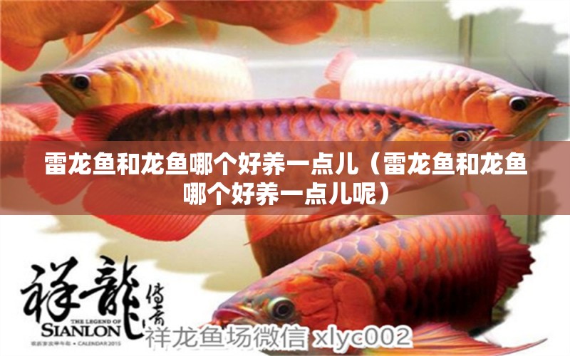 雷龍魚(yú)和龍魚(yú)哪個(gè)好養(yǎng)一點(diǎn)兒（雷龍魚(yú)和龍魚(yú)哪個(gè)好養(yǎng)一點(diǎn)兒呢）