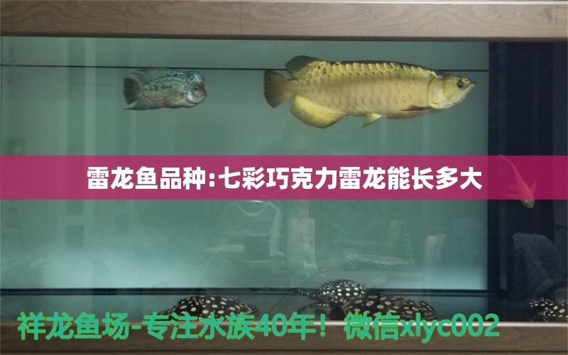 雷龍魚品種:七彩巧克力雷龍能長(zhǎng)多大 龍魚批發(fā)