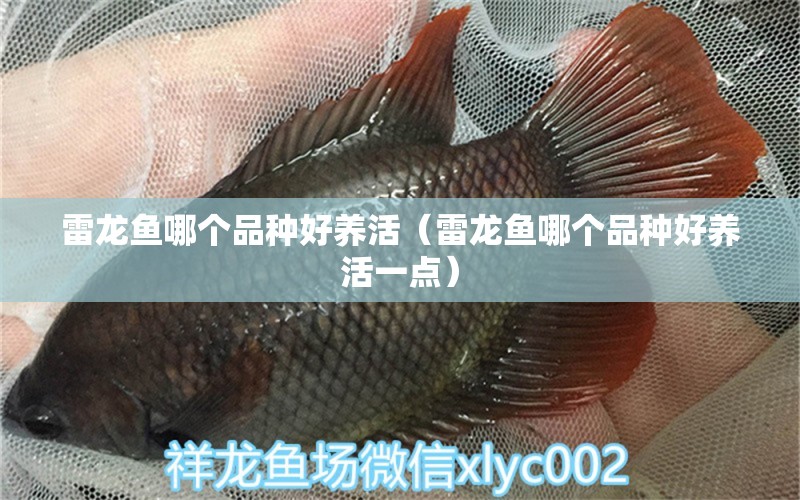 雷龍魚哪個品種好養(yǎng)活（雷龍魚哪個品種好養(yǎng)活一點） 龍魚疾病與治療