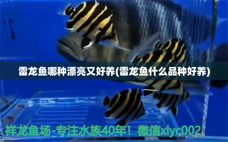 雷龍魚哪種漂亮又好養(yǎng)(雷龍魚什么品種好養(yǎng)) 印尼虎苗