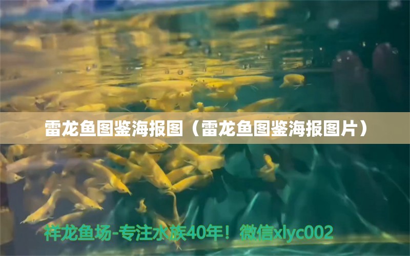 雷龍魚(yú)圖鑒海報(bào)圖（雷龍魚(yú)圖鑒海報(bào)圖片） 祥龍水族醫(yī)院