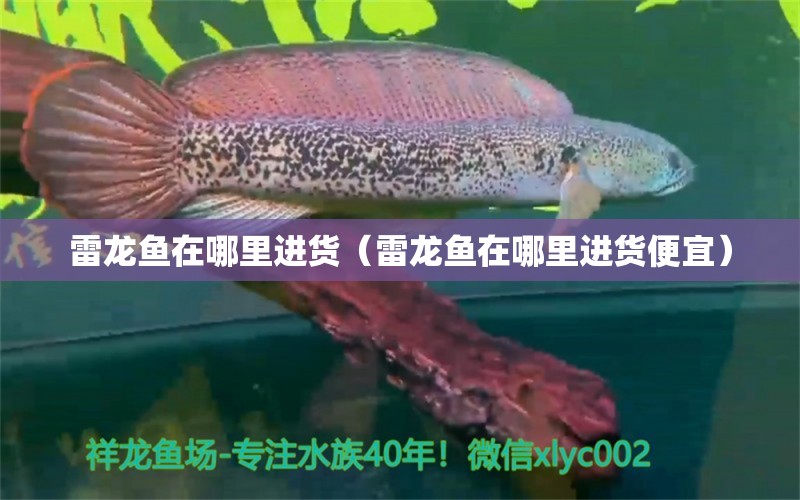 雷龍魚在哪里進貨（雷龍魚在哪里進貨便宜）