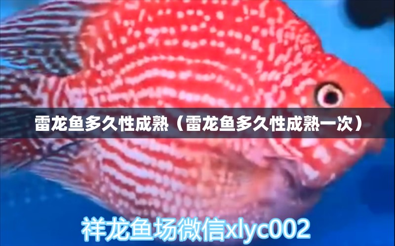 雷龍魚多久性成熟（雷龍魚多久性成熟一次）