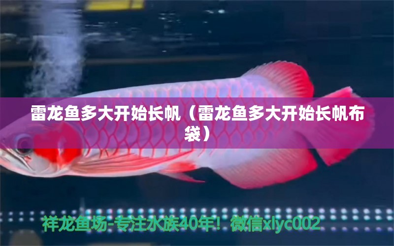 雷龍魚多大開始長帆（雷龍魚多大開始長帆布袋）