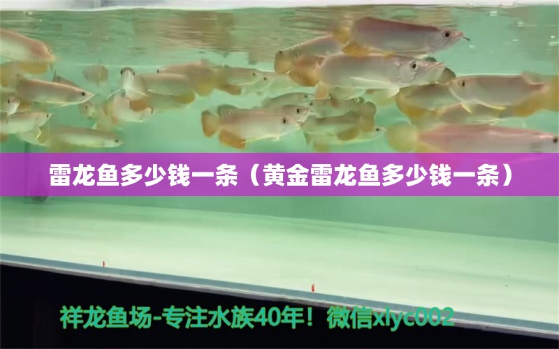 雷龍魚多少錢一條（黃金雷龍魚多少錢一條） 黑金魟魚 第1張