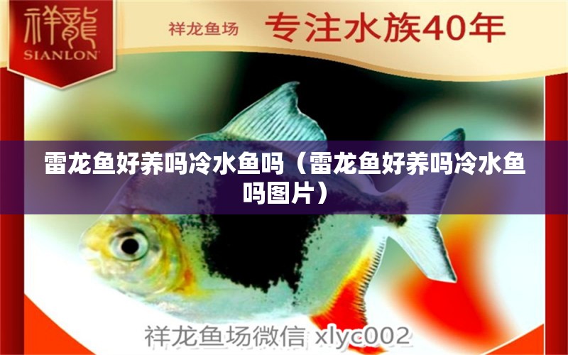 雷龍魚好養(yǎng)嗎冷水魚嗎（雷龍魚好養(yǎng)嗎冷水魚嗎圖片） 龍魚疾病與治療