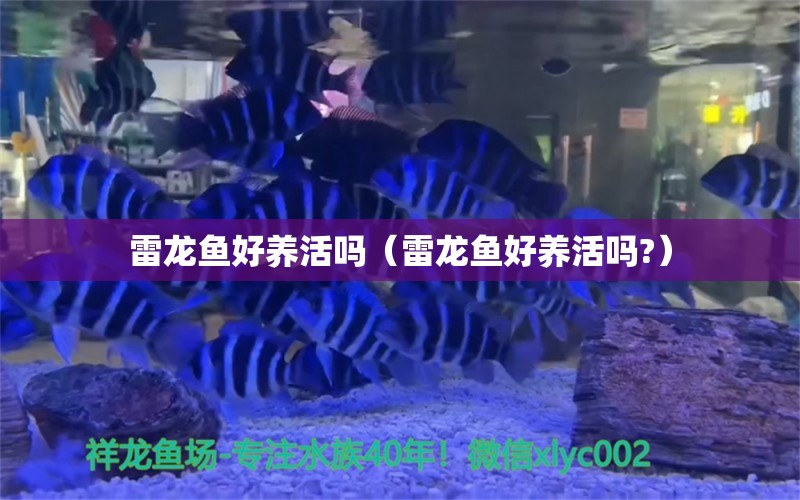 雷龍魚好養(yǎng)活嗎（雷龍魚好養(yǎng)活嗎?） 龍魚疾病與治療