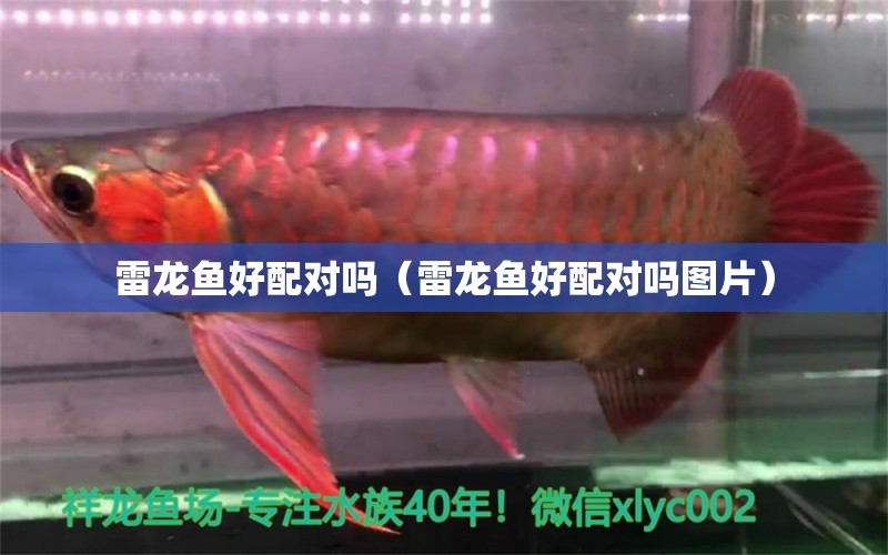 雷龍魚(yú)好配對(duì)嗎（雷龍魚(yú)好配對(duì)嗎圖片）