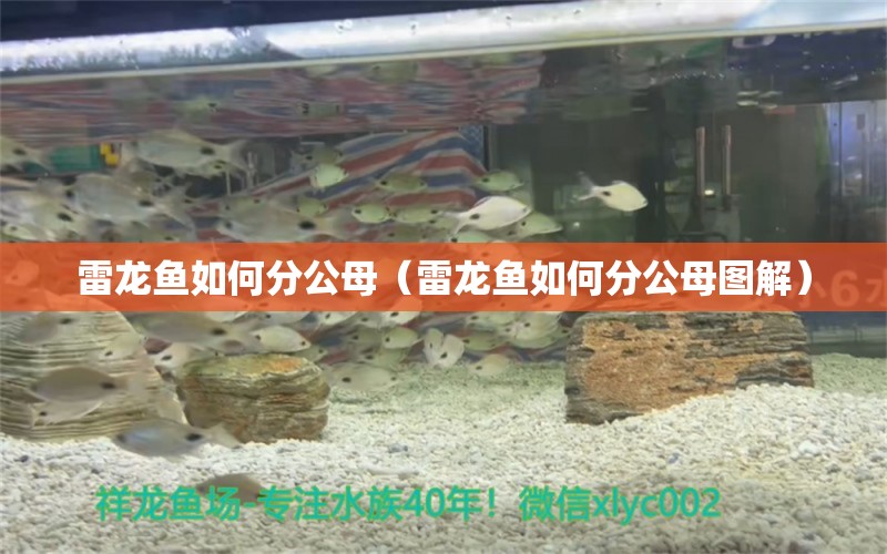 雷龍魚如何分公母（雷龍魚如何分公母圖解）