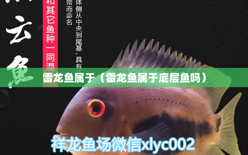 雷龍魚屬于（雷龍魚屬于底層魚嗎） 招財戰(zhàn)船魚