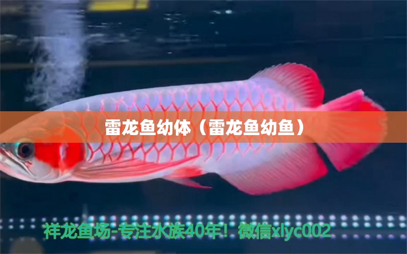 雷龍魚幼體（雷龍魚幼魚） 龍魚疾病與治療