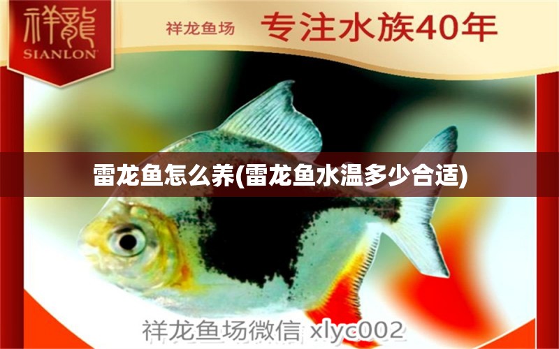 雷龍魚怎么養(yǎng)(雷龍魚水溫多少合適) 高背金龍魚