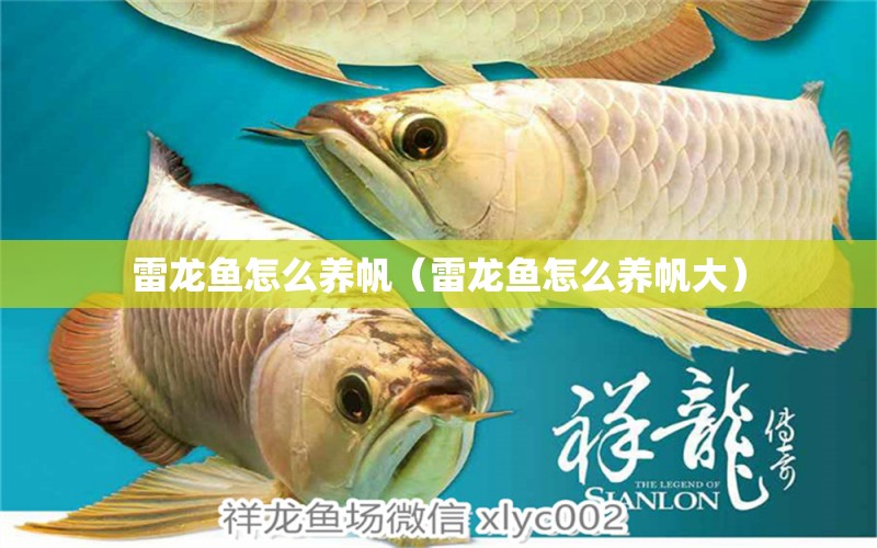 雷龍魚怎么養(yǎng)帆（雷龍魚怎么養(yǎng)帆大） 祥龍水族醫(yī)院