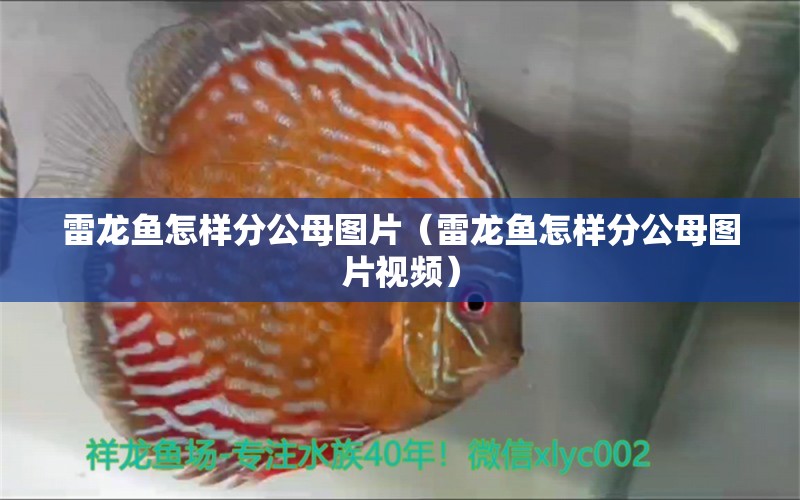 雷龍魚怎樣分公母圖片（雷龍魚怎樣分公母圖片視頻） 祥龍水族醫(yī)院