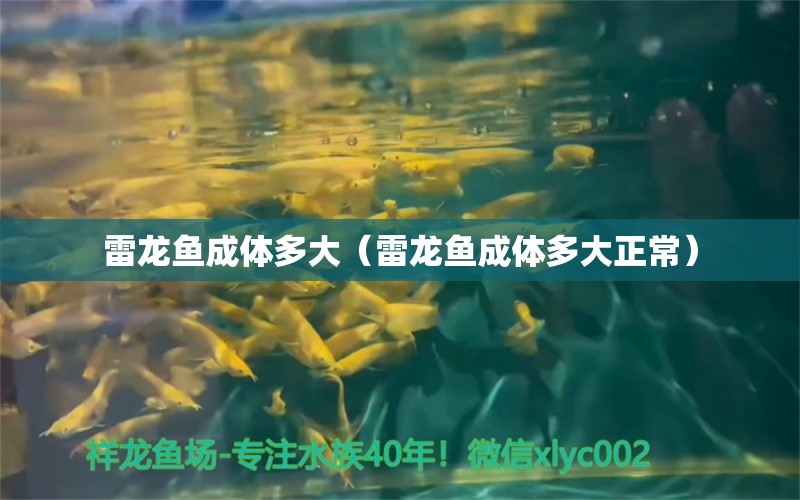 雷龍魚成體多大（雷龍魚成體多大正常） 祥龍水族醫(yī)院