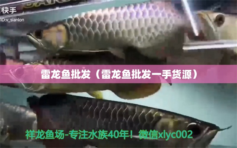 雷龍魚批發(fā)（雷龍魚批發(fā)一手貨源） 龍魚批發(fā)