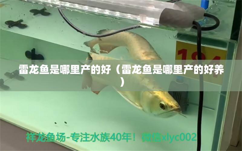 雷龍魚(yú)是哪里產(chǎn)的好（雷龍魚(yú)是哪里產(chǎn)的好養(yǎng)）