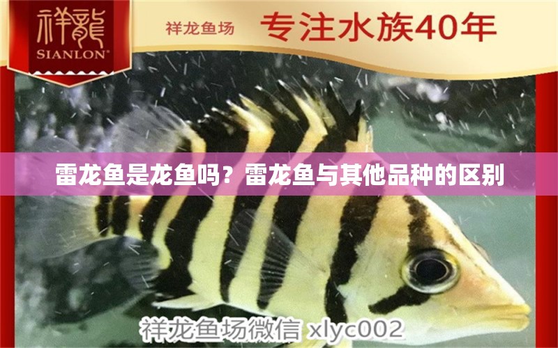 雷龍魚是龍魚嗎？雷龍魚與其他品種的區(qū)別