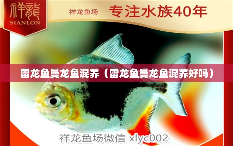 雷龍魚曼龍魚混養(yǎng)（雷龍魚曼龍魚混養(yǎng)好嗎） 魚缸清潔用具