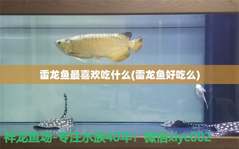 雷龍魚最喜歡吃什么(雷龍魚好吃么)